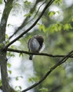 Cute Pygme owl in Bialowieza, Poland Royalty Free Stock Photo
