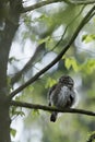 Cute Pygme owl in Bialowieza, Poland Royalty Free Stock Photo