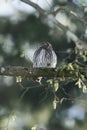 Cute Pygme owl in Bialowieza, Poland Royalty Free Stock Photo