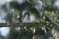 Cute Pygme owl in Bialowieza, Poland Royalty Free Stock Photo