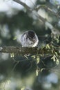 Cute Pygme owl in Bialowieza, Poland Royalty Free Stock Photo