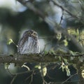 Cute Pygme owl in Bialowieza, Poland Royalty Free Stock Photo