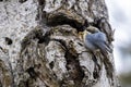 Cute pygmy nuthatch on tree