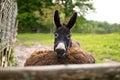 Cute Pyrenean donkey behind the wooden fence in the green farmland Royalty Free Stock Photo