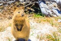 Quokka Rottnest Island