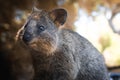 Cute Quokka Portrait in Rottnest Island