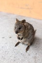 Idle quokka