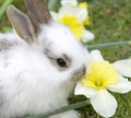 Cute rabbit