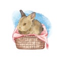 Cute rabbit in a basket isolated on a white background. Watercolor illustration of a small hare. Easter bunny in a wicker basket. Royalty Free Stock Photo