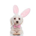 Cute rabbit bichon wearing pink bowtie lies
