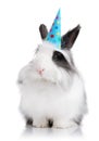Cute rabbit with a birthday hat on Royalty Free Stock Photo