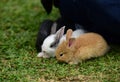 Little rabbits are tricky in the garden Royalty Free Stock Photo