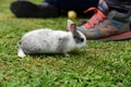 Little rabbits are tricky in the garden Royalty Free Stock Photo