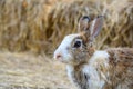 Cute Rabbit Bunny Domestic Pet On Straw. Rabbit Farm