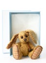 Cute rabbit bunny soft toy,sitting in a gift box,