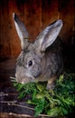 Cute rabbit in cage with grass, bun portrait, animals world Royalty Free Stock Photo