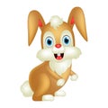 Cute rabbit cartoon