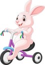 Cute rabbit cartoon riding bicycle