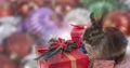 Cute rabbit for Christmas background. Royalty Free Stock Photo