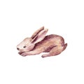 Cute rabbit drawing in watercolor