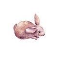 Cute rabbit drawing in watercolor