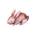 Cute rabbit drawing in watercolor
