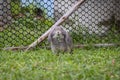 Cute rabbit eating freshness grass in the meadow. Friendship with easter bunny.