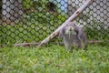 Cute rabbit eating freshness grass in the meadow. Friendship with easter bunny.