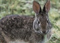 Cute rabbit eating grass in the garden Royalty Free Stock Photo