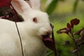 Cute rabbit eating plants Royalty Free Stock Photo