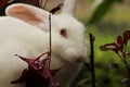 Cute rabbit eating plants Royalty Free Stock Photo