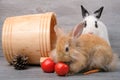 Cute rabbit eating vegetables Royalty Free Stock Photo