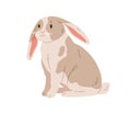 Cute rabbit of English lop breed. Domestic bunny animal with floppy ears. Coney pet with spots. Adorable hare. Realistic
