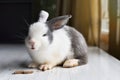 Cute rabbit enjoy eating favorite snacks, Happy.