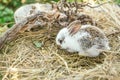 Cute rabbit and exposed roots Royalty Free Stock Photo