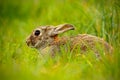 Cute rabbit with flower dandelion sitting in grass, animal in nature habitat, life in the meadow, Germany