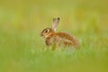 Cute rabbit with flower dandelion sitting in grass. Animal in nature habitat, life in the meadow, Germany. European rabbit or comm