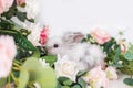Cute rabbit in flowers on a white background. Fluffy Easter Bunny