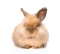 Cute rabbit in front. isolated on white background Royalty Free Stock Photo