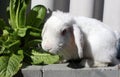 Cute Rabbit in Garden
