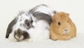 Cute rabbit and a golden guinea pig Royalty Free Stock Photo