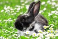 Cute Rabbit in Grass