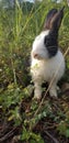 Cute rabbit on the grass in the garden Royalty Free Stock Photo