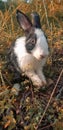 Cute rabbit on the grass in the garden