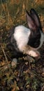 Cute rabbit on the grass in the garden Royalty Free Stock Photo