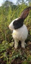 Cute rabbit on the grass in the garden Royalty Free Stock Photo