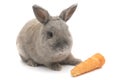 Cute rabbit gray sits in front of a carrot isolated on white background Royalty Free Stock Photo