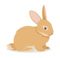 Cute rabbit icon isolated, small fluffy pet with long ears, domestic animal, vector illustration