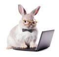 Cute rabbit with laptop computer on white background, internet technology concept, realistic 3D illustration, generative ai