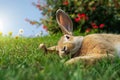 Cute rabbit lying on the grass in the garden. Royalty Free Stock Photo